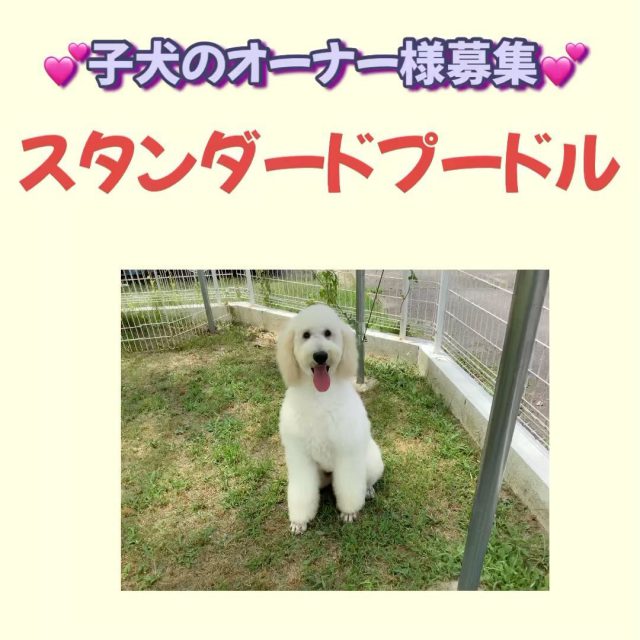 スタンダードプードルのことならあーちゃんハウス | チャンピョン犬多数！スタンダードプードルの子犬、トリミングのことならあーちゃん ハウスへ！三重県ブリーダー佐野昌代